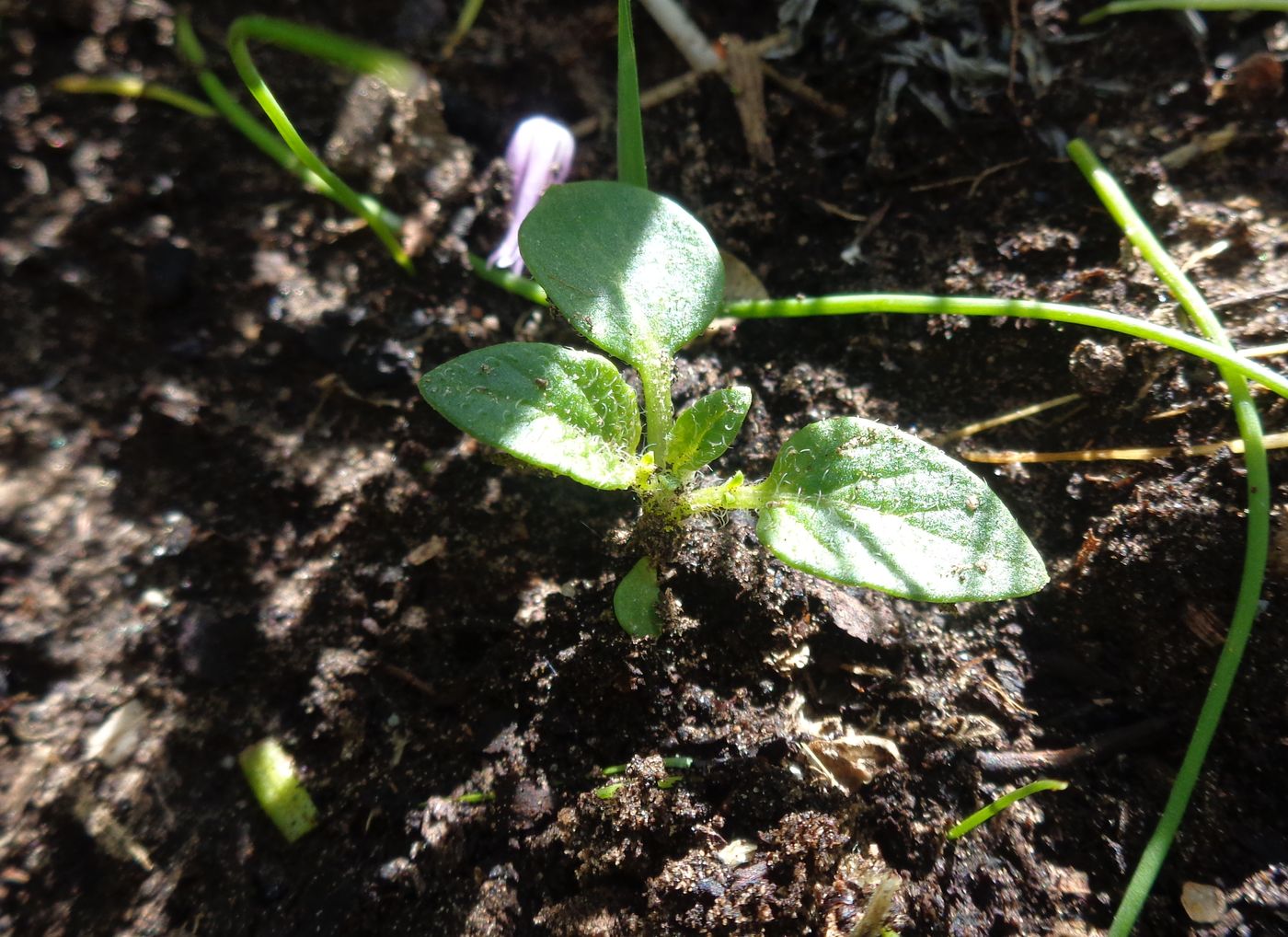 Изображение особи Solanum tuberosum.