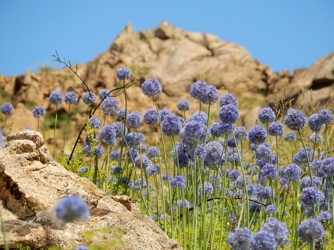 Image of Allium caeruleum specimen.