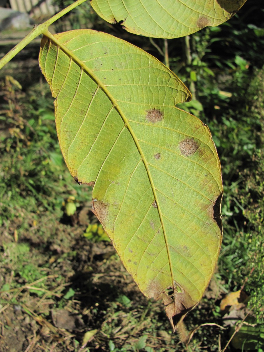 Image of Juglans regia specimen.