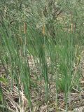 genus Typha. Цветущие растения. Дагестан, Кумторкалинский р-н, берег р. Шураозень. 06.05.2018.