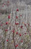 Rosa cinnamomea
