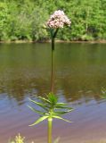 Valeriana wolgensis