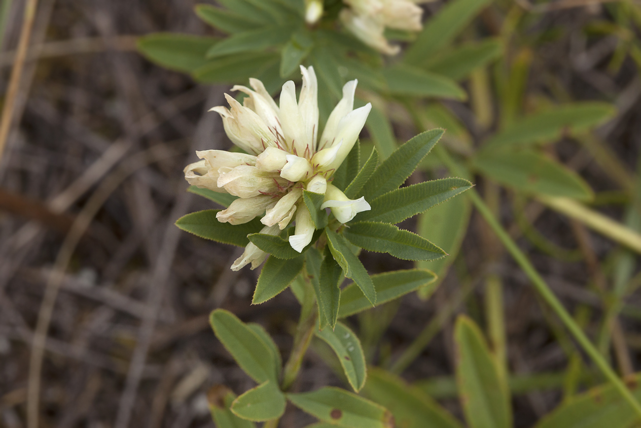 Изображение особи Trifolium lupinaster.