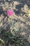 род Centaurea
