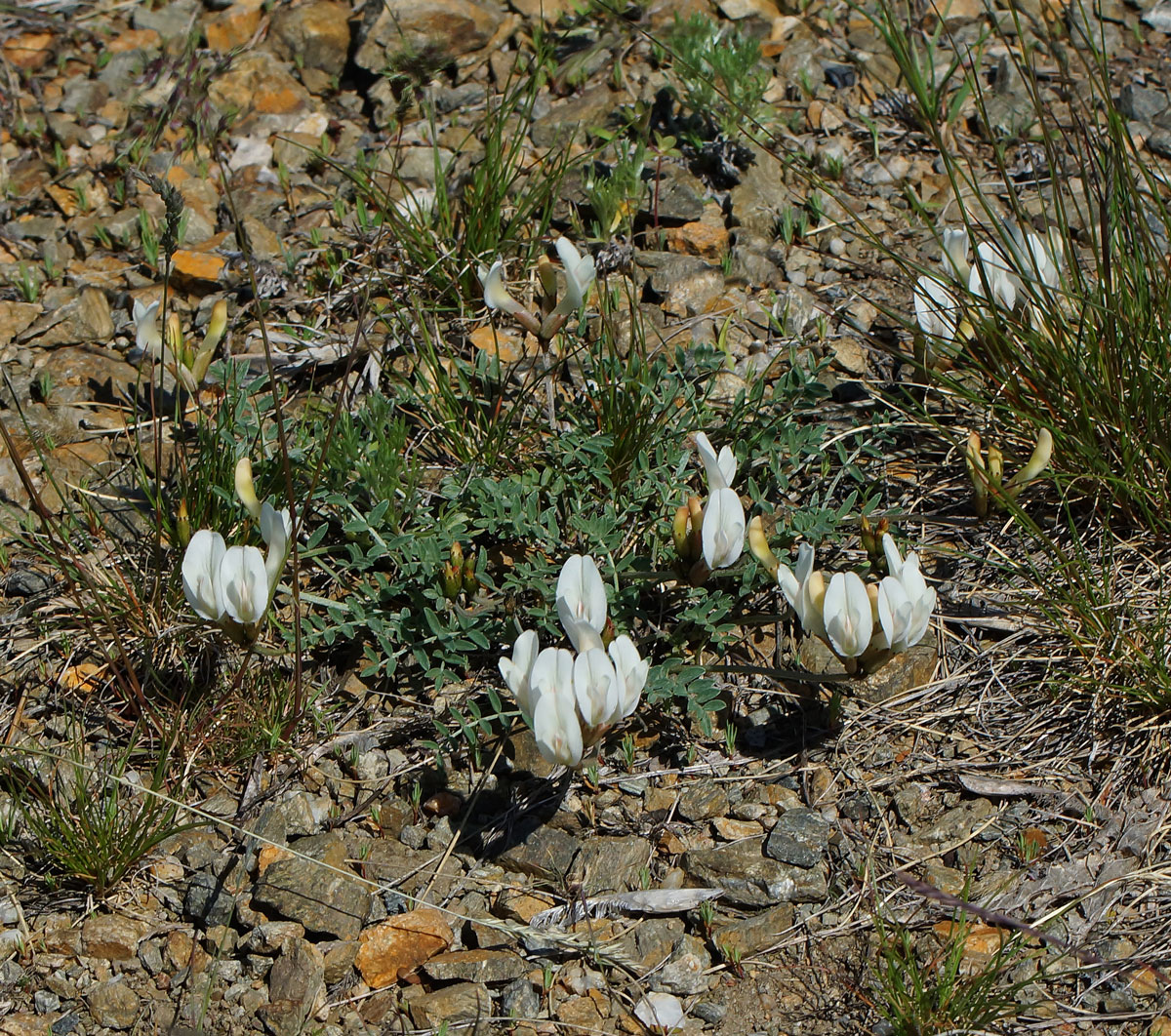 Image of Astragalus macroceras specimen.