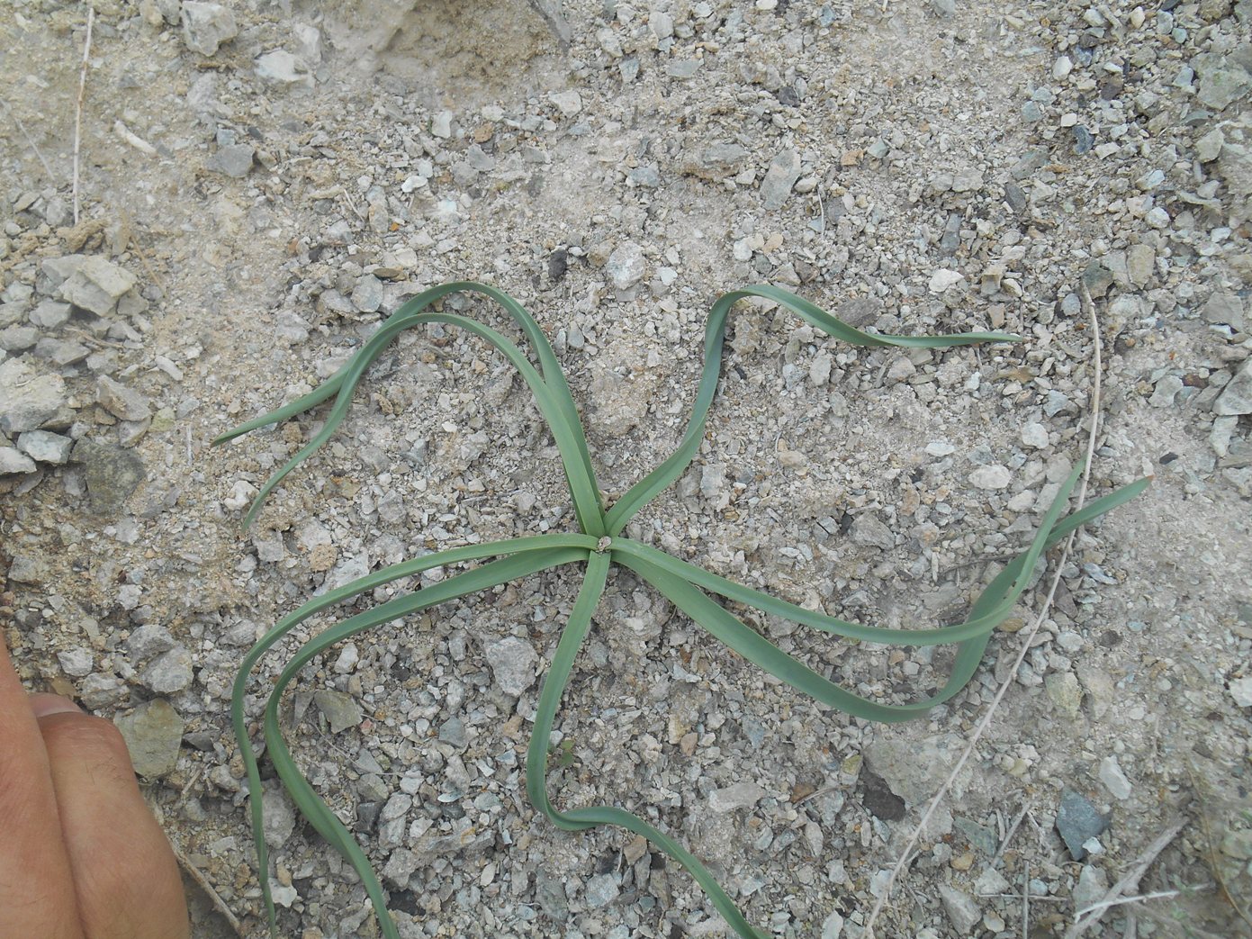 Image of genus Eremurus specimen.