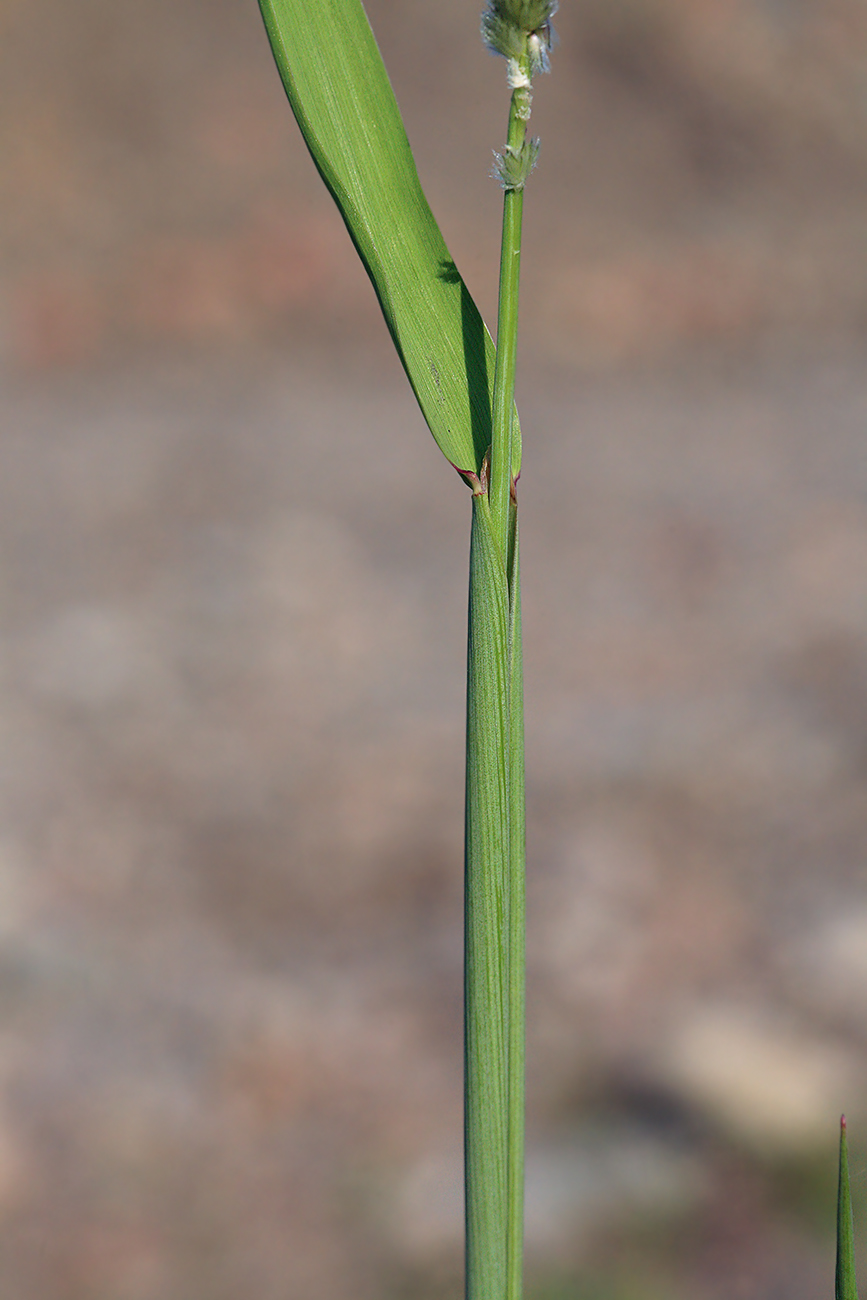 Изображение особи Alopecurus arundinaceus.