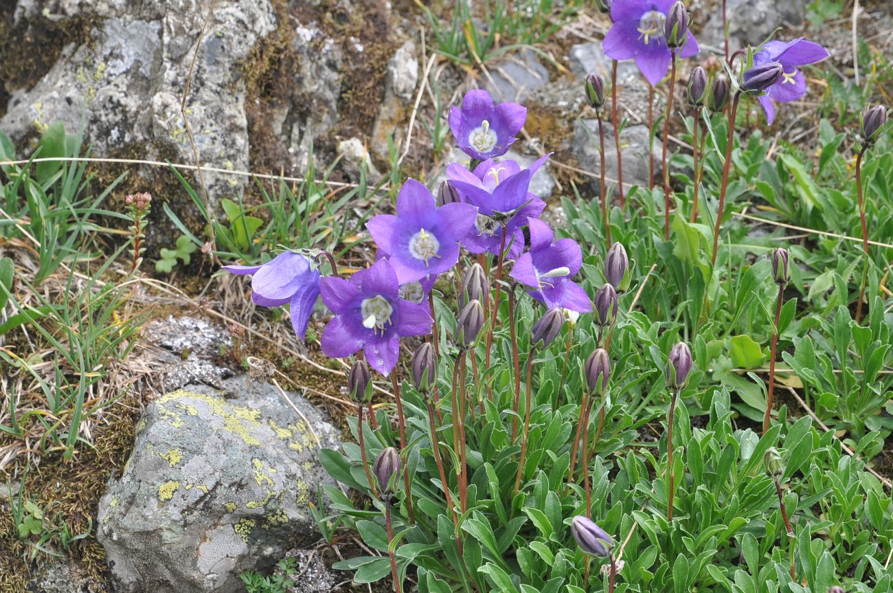 Изображение особи род Campanula.