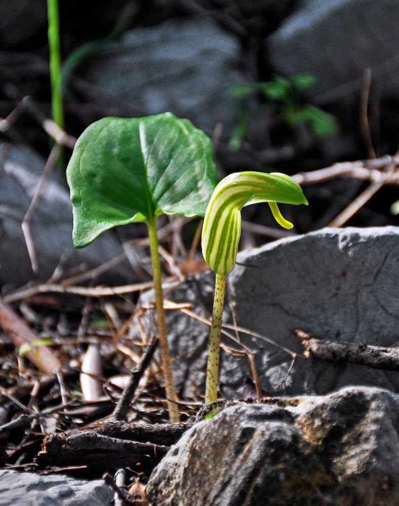 Изображение особи Arisarum vulgare.