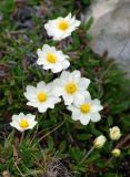 род Dryas