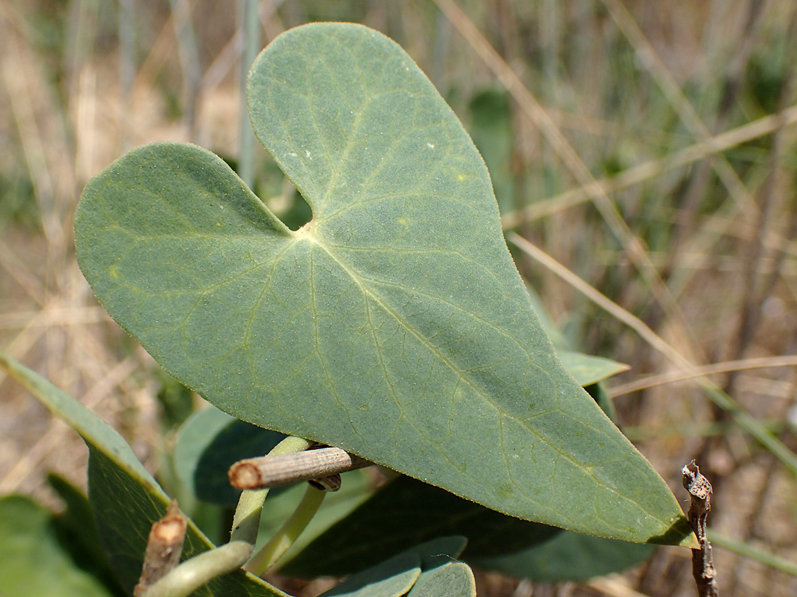 Image of Cynanchum acutum specimen.