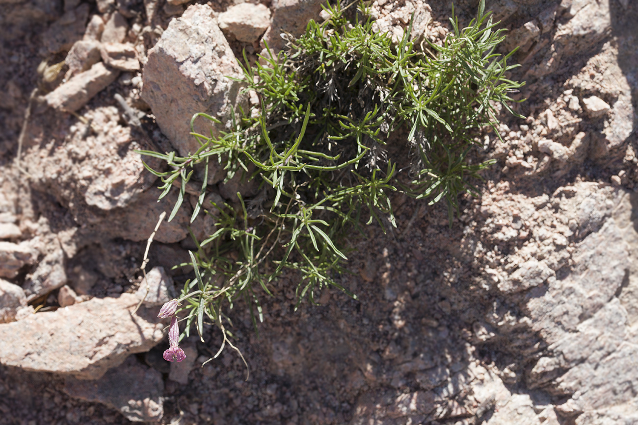 Image of Silene brahuica specimen.