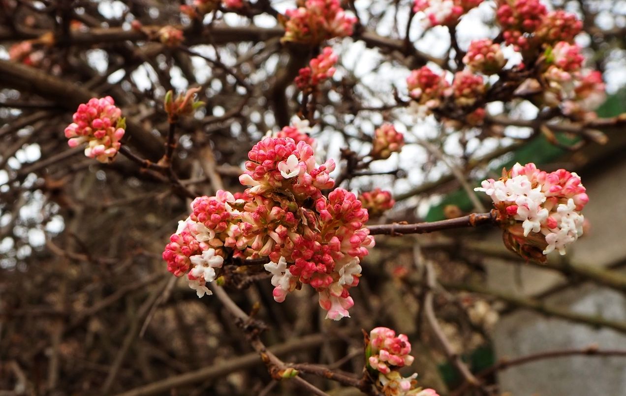 Изображение особи Viburnum farreri.