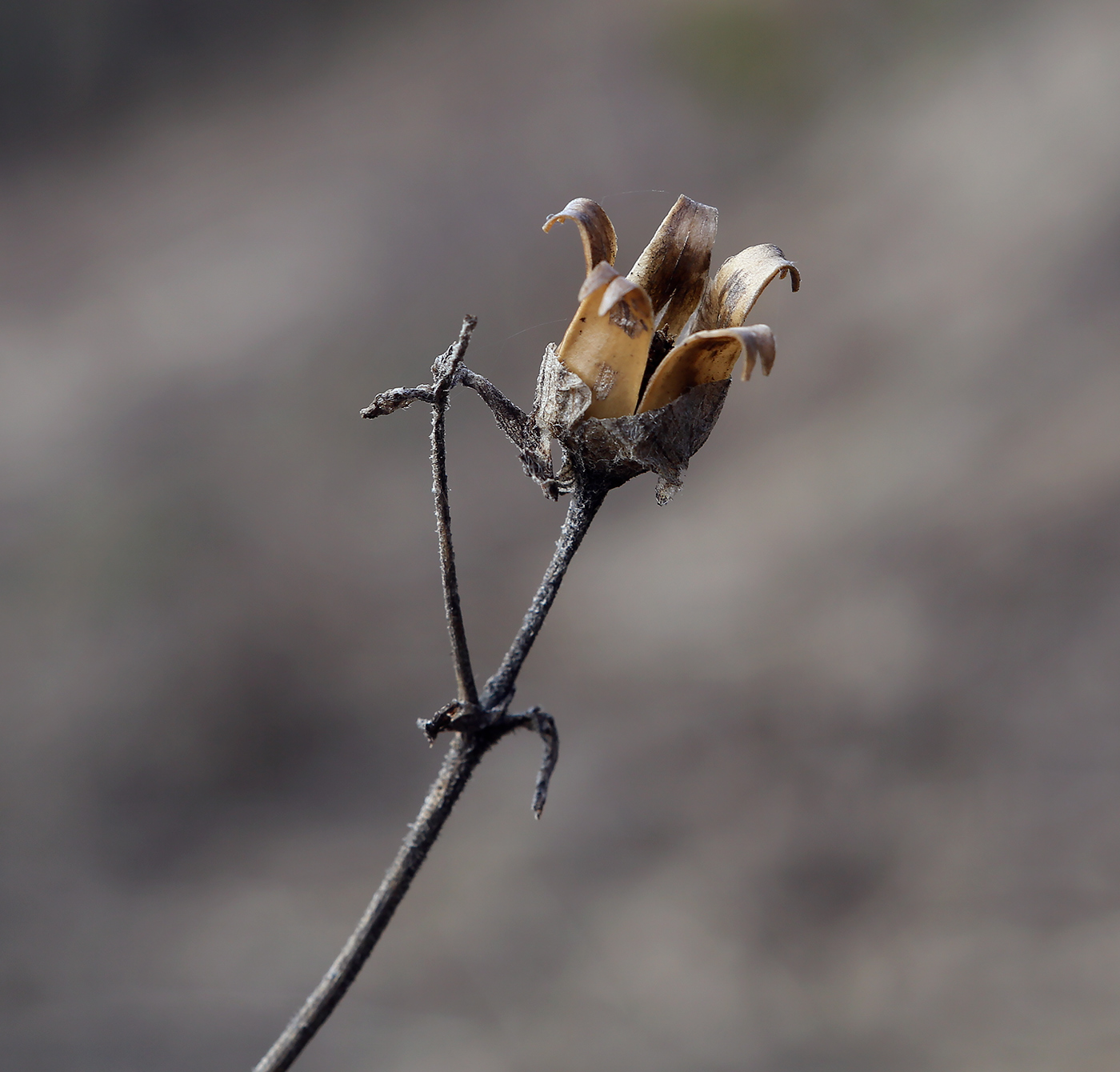 Image of Silene nutans specimen.