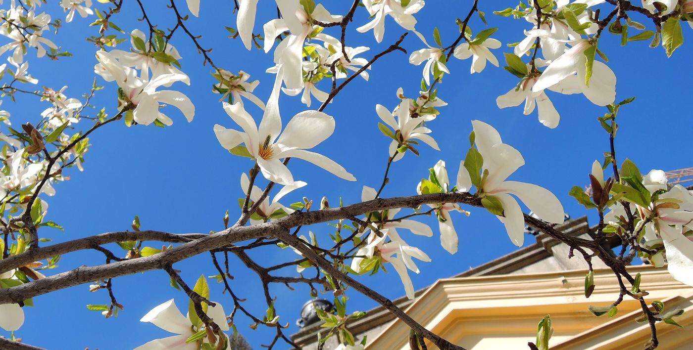 Image of Magnolia kobus specimen.