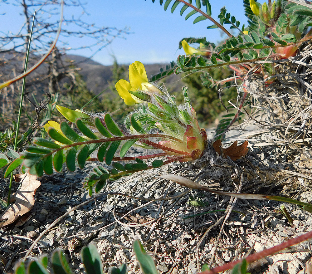 Изображение особи Astragalus utriger.