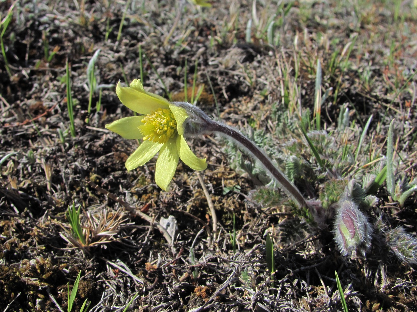 Image of Pulsatilla albana specimen.