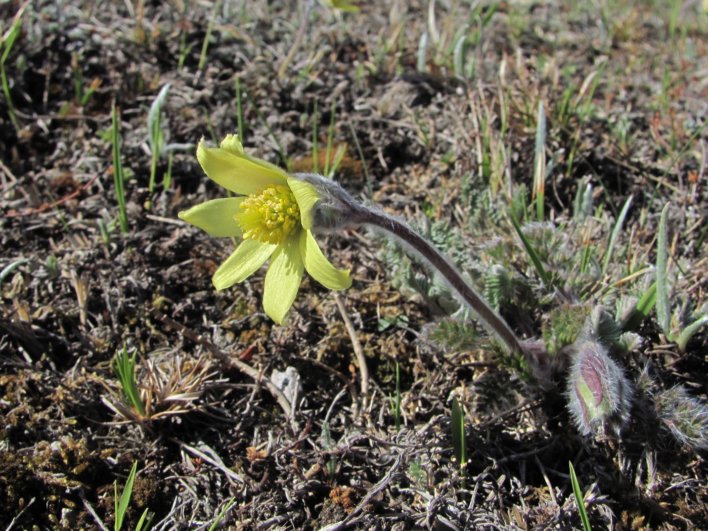 Изображение особи Pulsatilla albana.