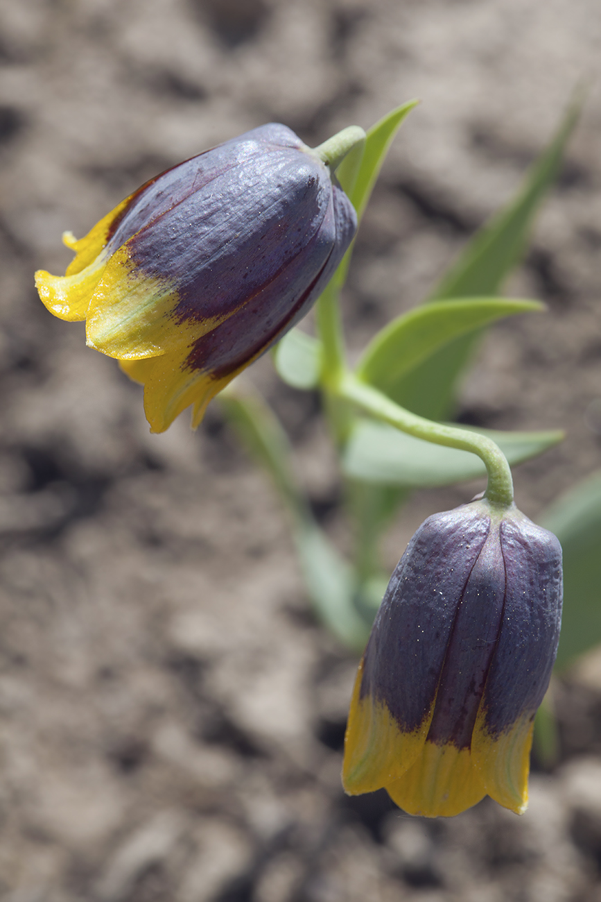 Image of Fritillaria michailovskyi specimen.