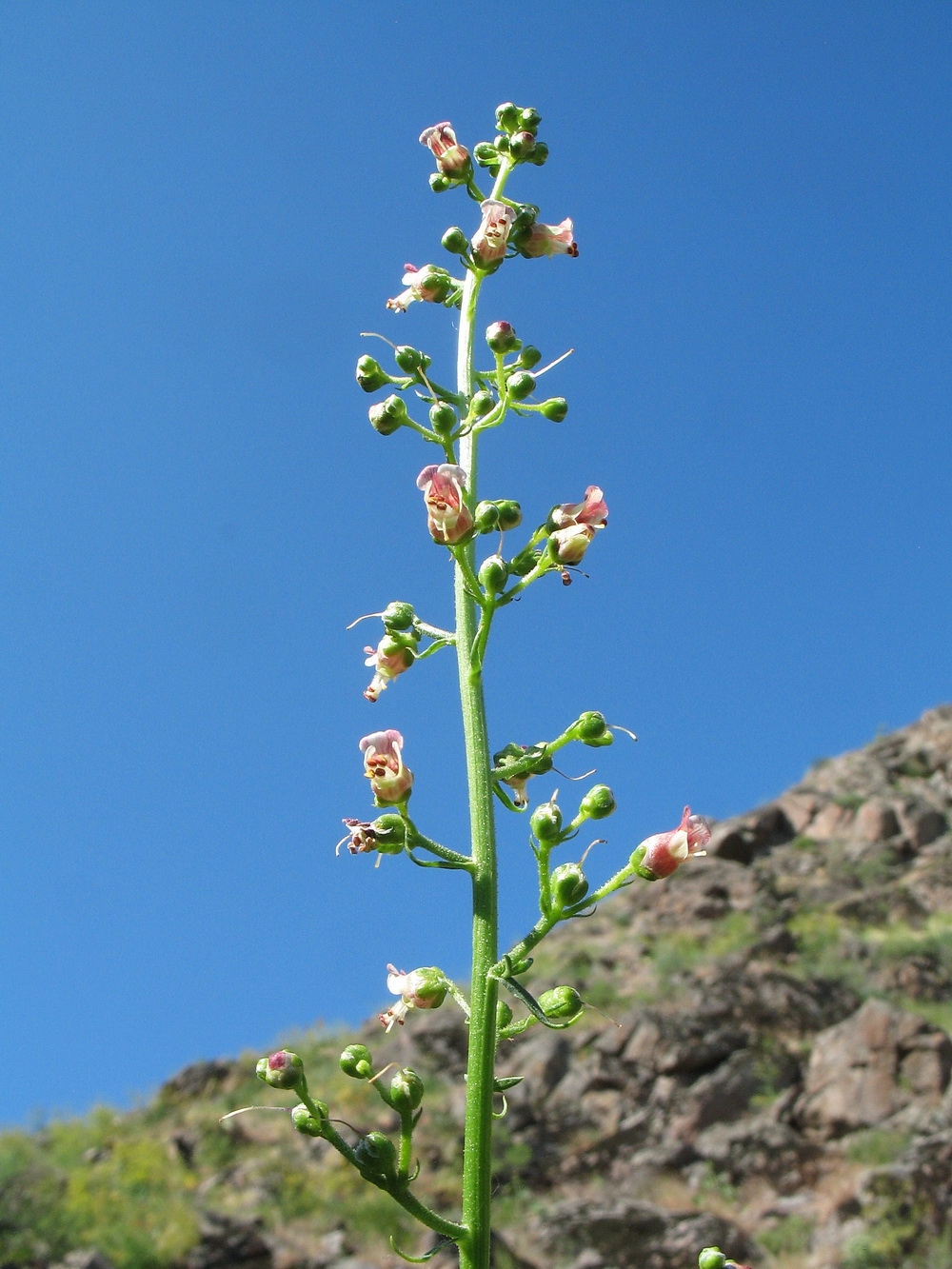 Изображение особи род Scrophularia.