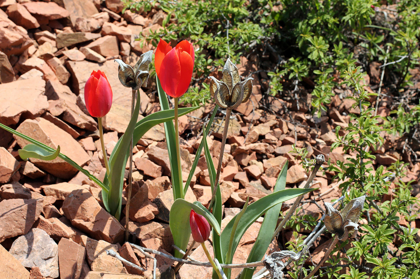 Image of Tulipa vvedenskyi specimen.