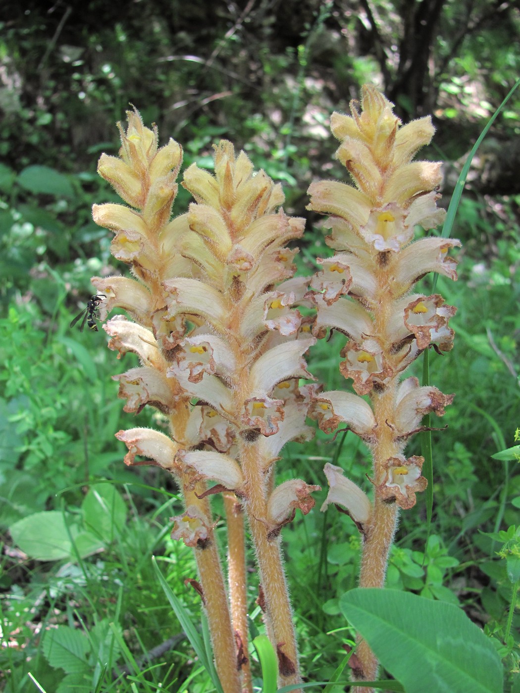 Image of genus Orobanche specimen.