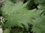 Urtica pilulifera. Лист с повреждением. Греция, Эгейское море, о. Парос, пос. Дриос, возле забора в оливковом саду. 25.04.2019.
