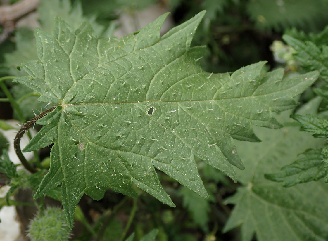 Image of Urtica pilulifera specimen.