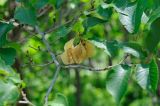 Ulmus macrocarpa. Ветвь с плодами. Приморский край, Анучинский р-н, подножье скалистых обнажений с Pinus × funebris Kom. и Juniperus rigida Siebold & Zucc. 08.06.2019.