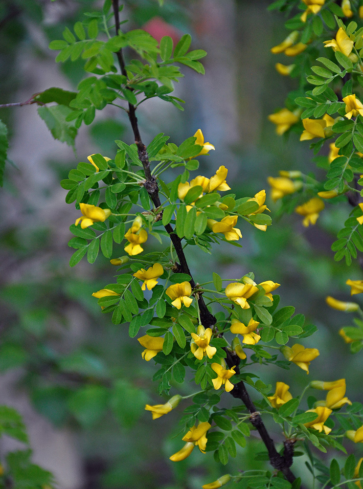 Изображение особи Caragana arborescens.