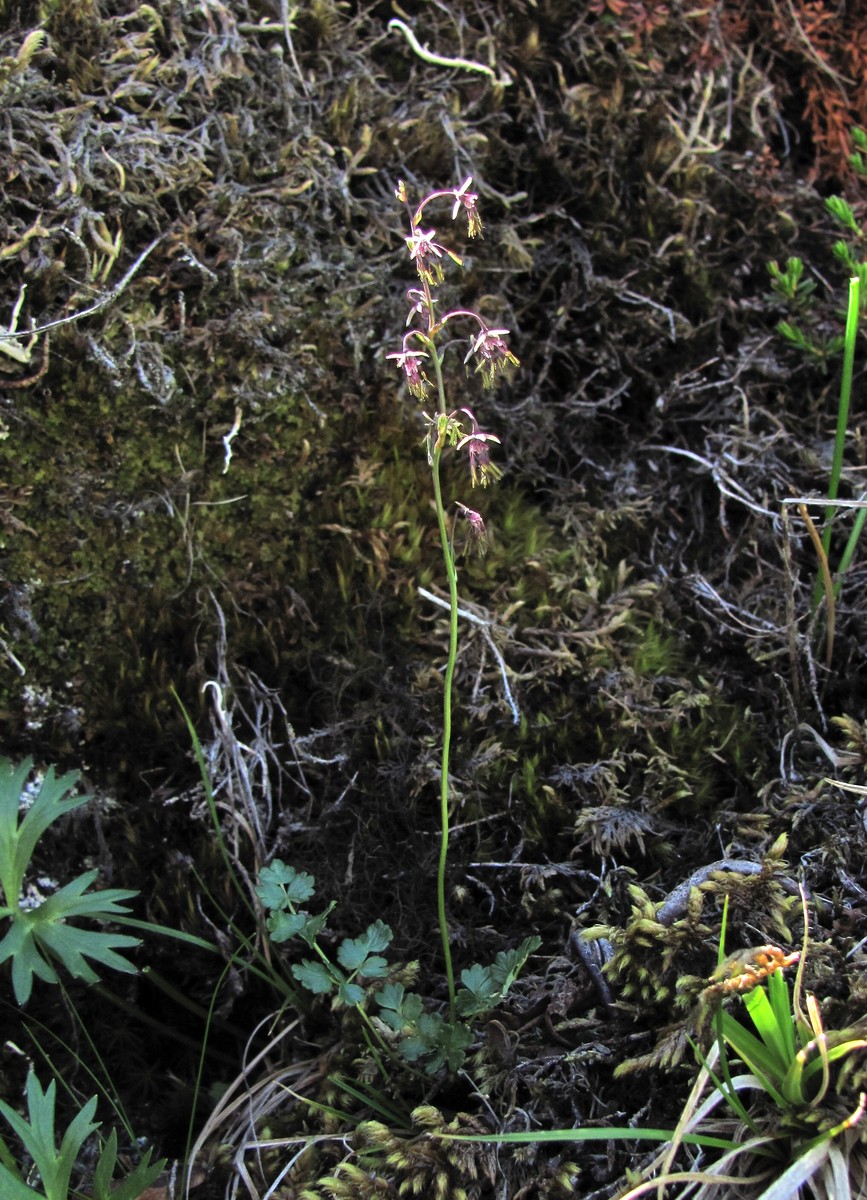 Image of Thalictrum alpinum specimen.