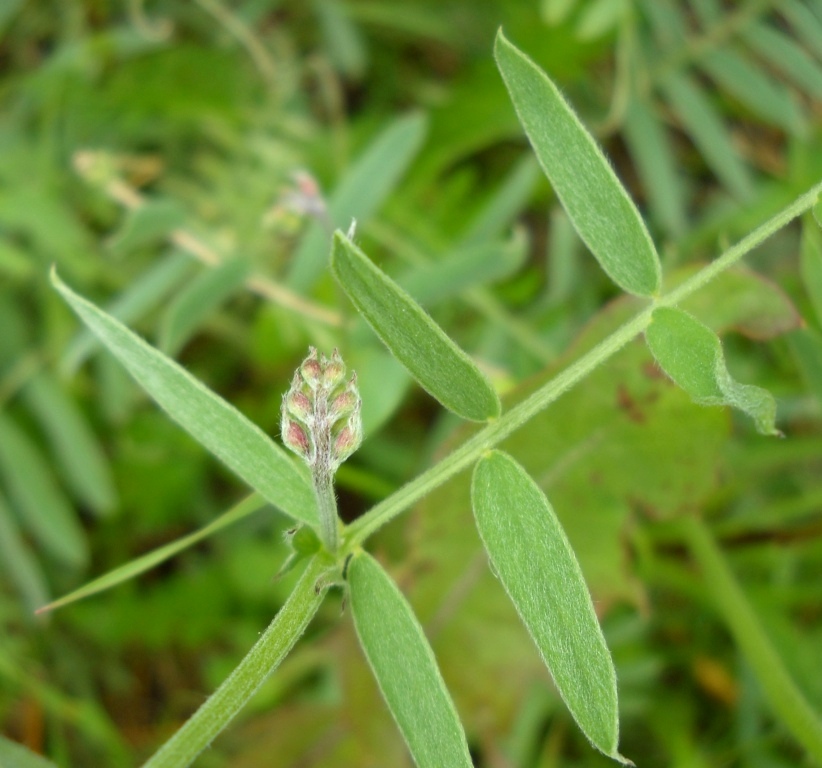 Image of genus Vicia specimen.