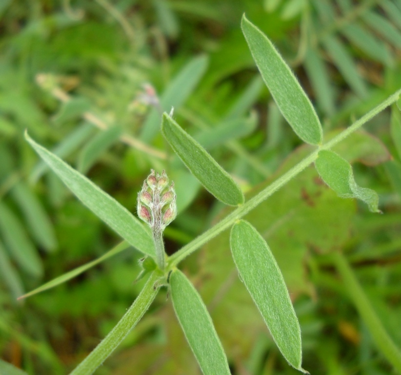 Изображение особи род Vicia.