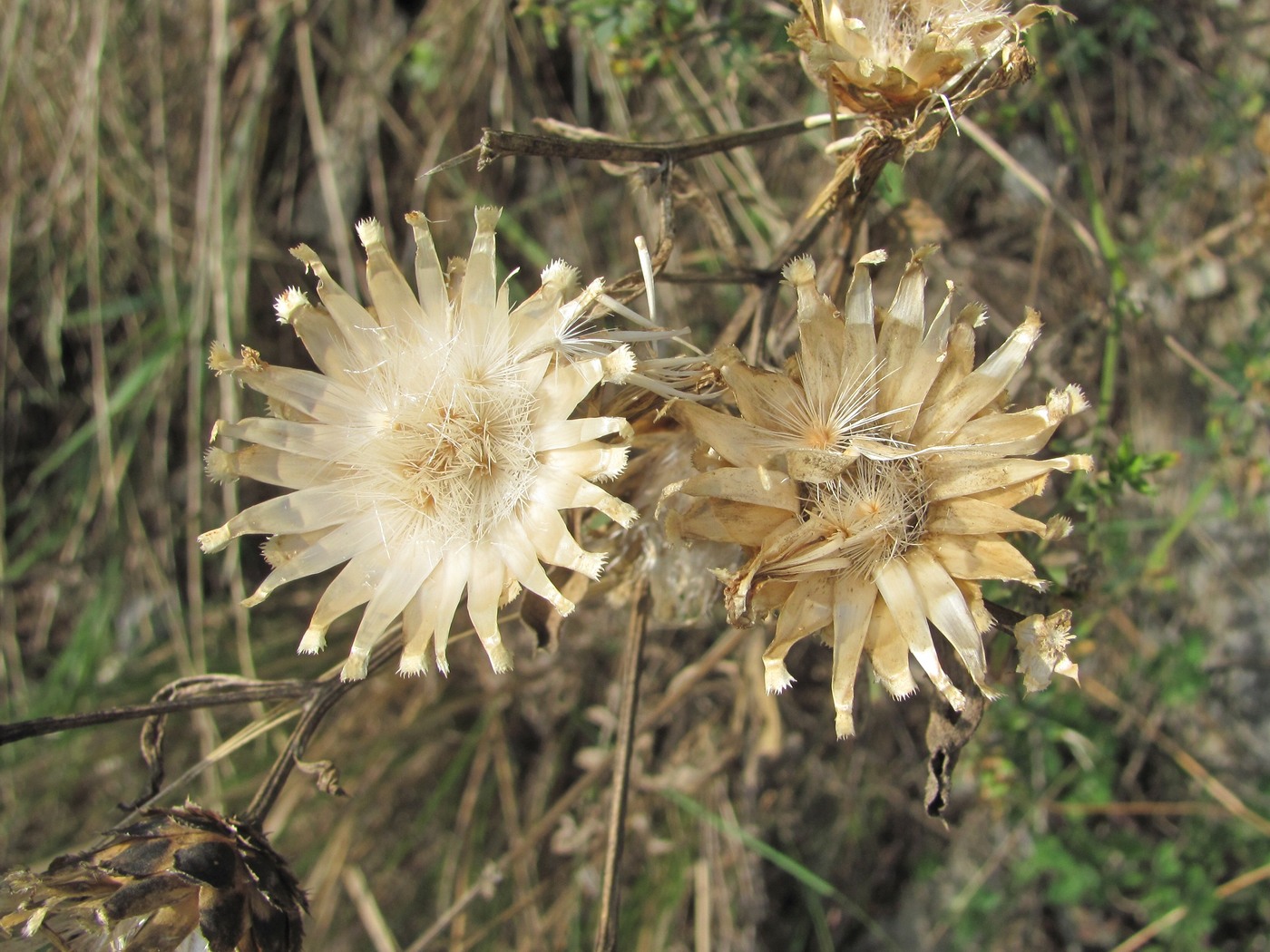 Image of Centaurea salonitana specimen.