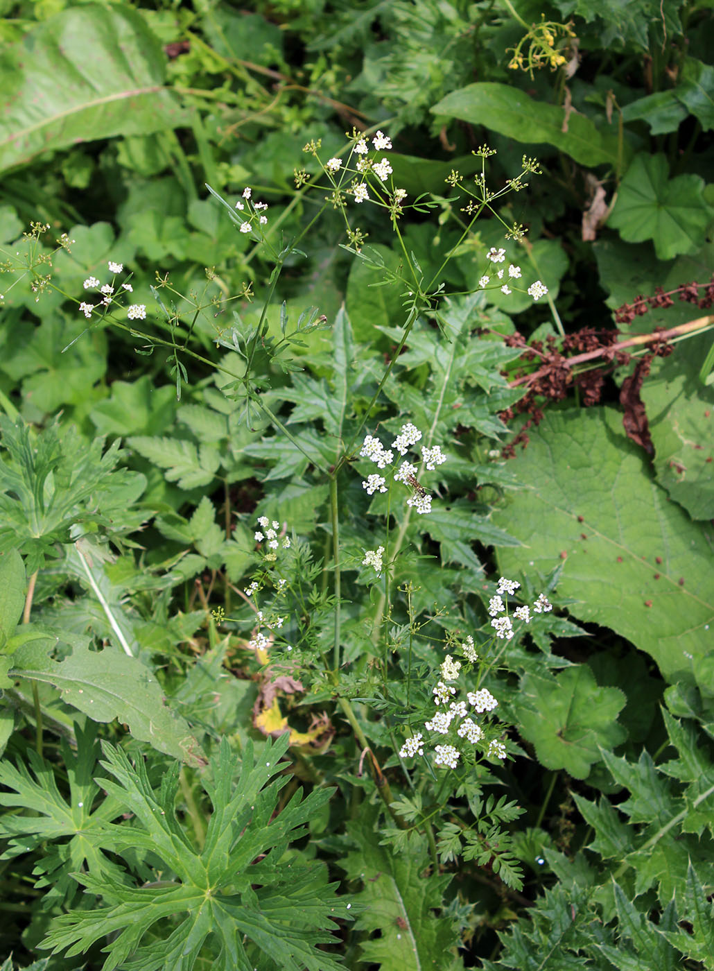 Изображение особи Chaerophyllum bulbosum.