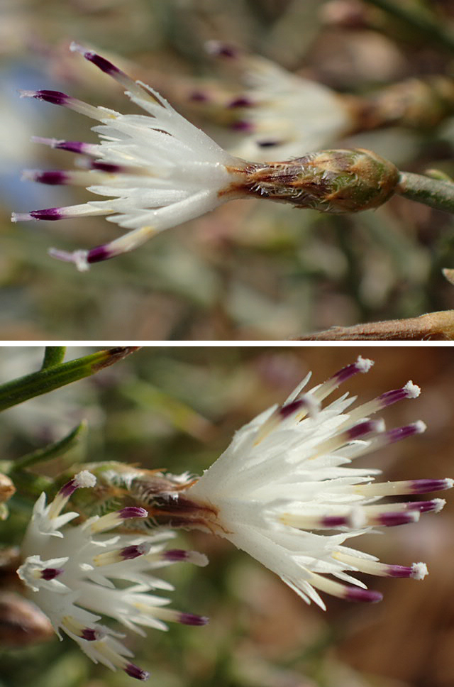 Image of Centaurea spinosa specimen.