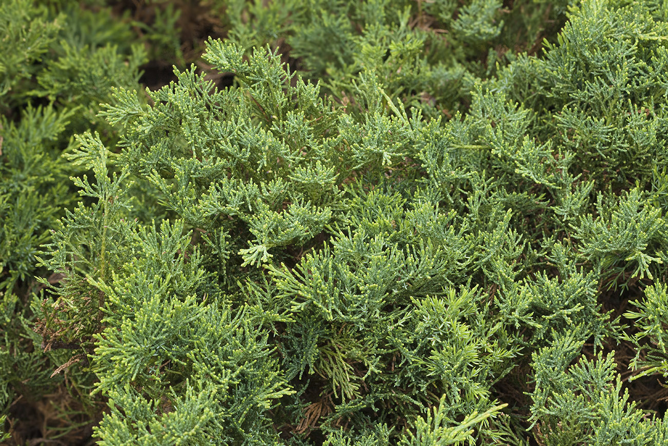 Image of Juniperus davurica specimen.