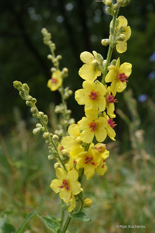 Image of Verbascum marschallianum specimen.