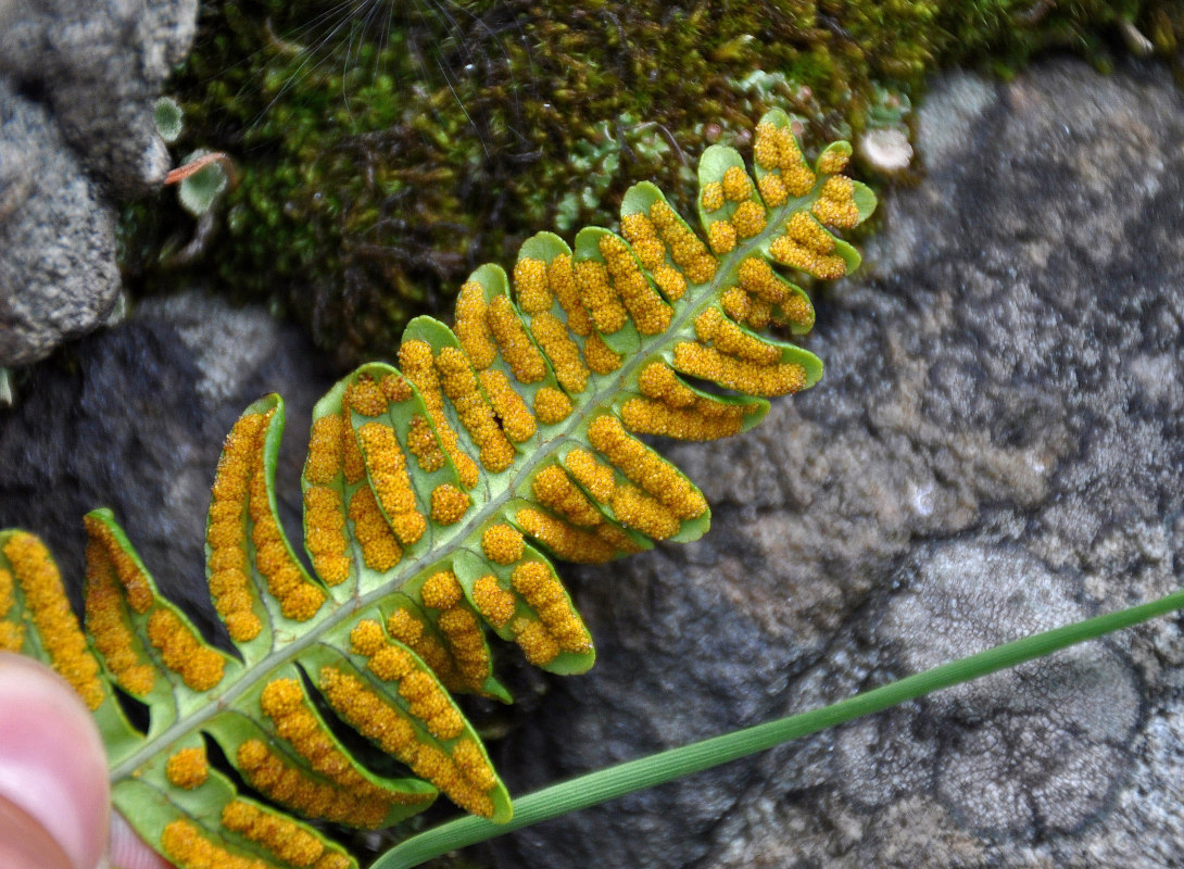 Изображение особи Polypodium vulgare.