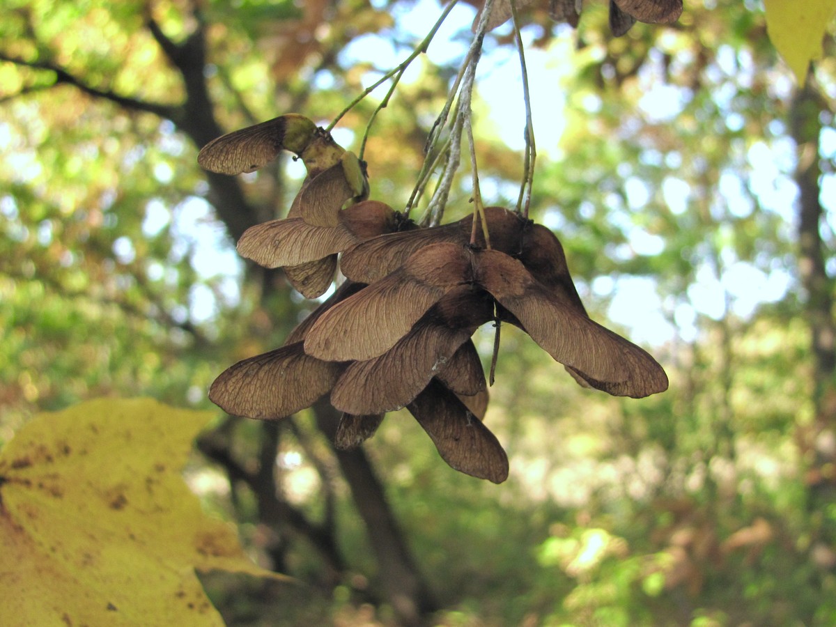 Image of Acer cappadocicum specimen.