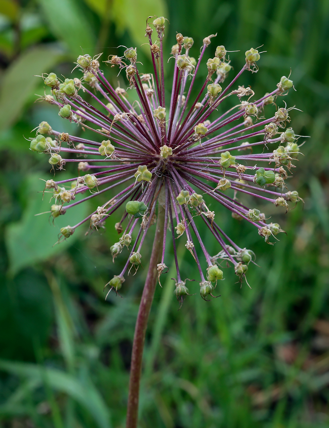 Image of Allium rosenorum specimen.