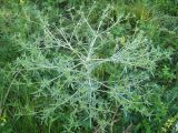 Eryngium campestre