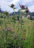 Cirsium ligulare. Верхушка цветущего растения. Сербия, национальный парк Тара, плоскогорье Равна Тара, окраина луга, у дороги. 07.07.2019.