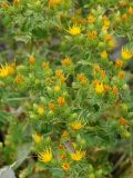 Cousinia alberti