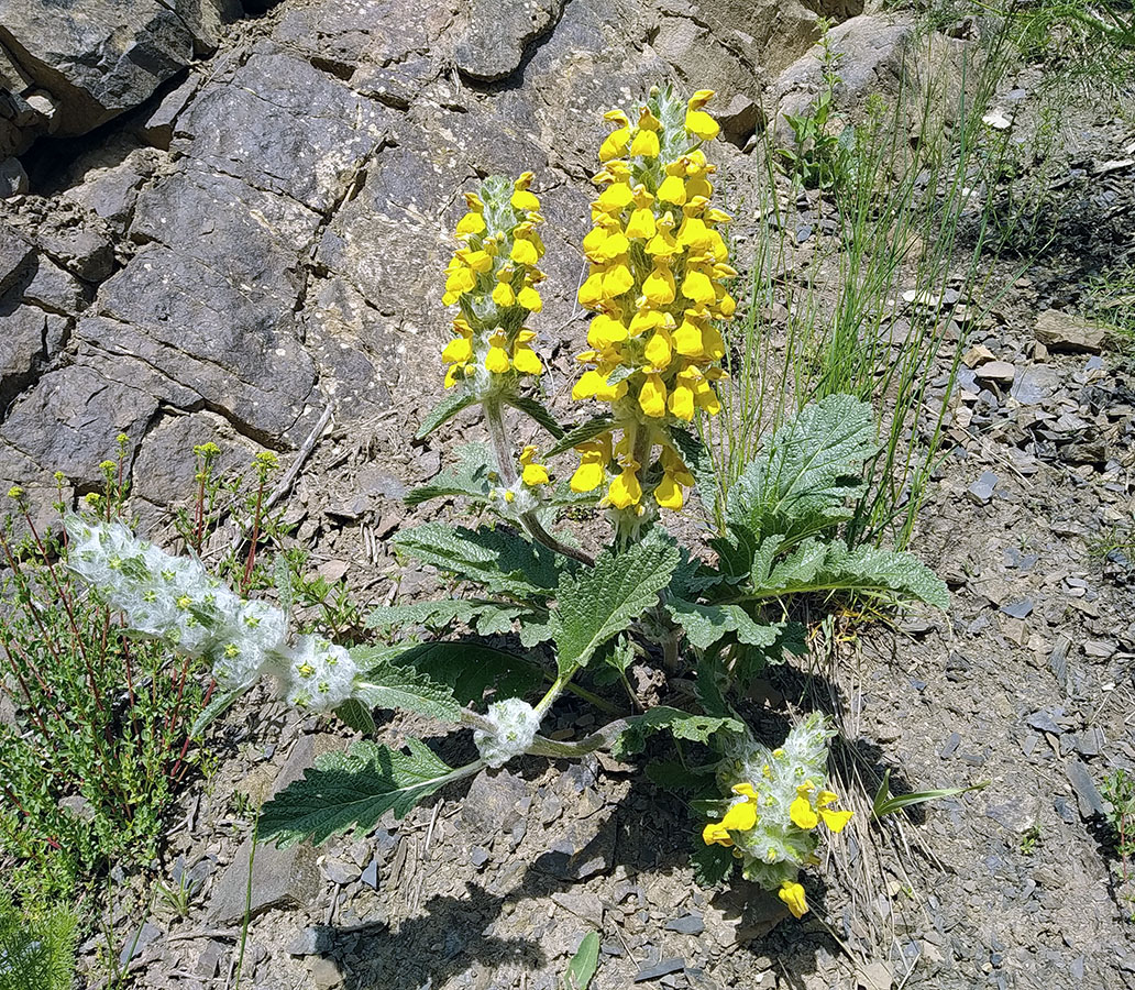Изображение особи Phlomoides baldschuanica.