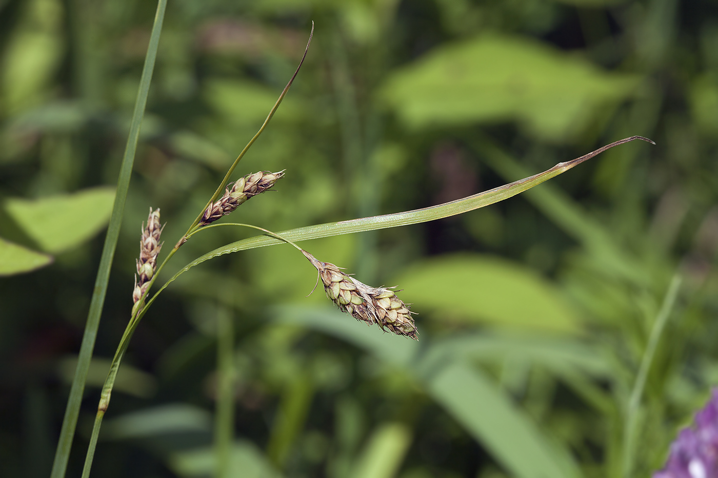 Изображение особи Carex gmelinii.