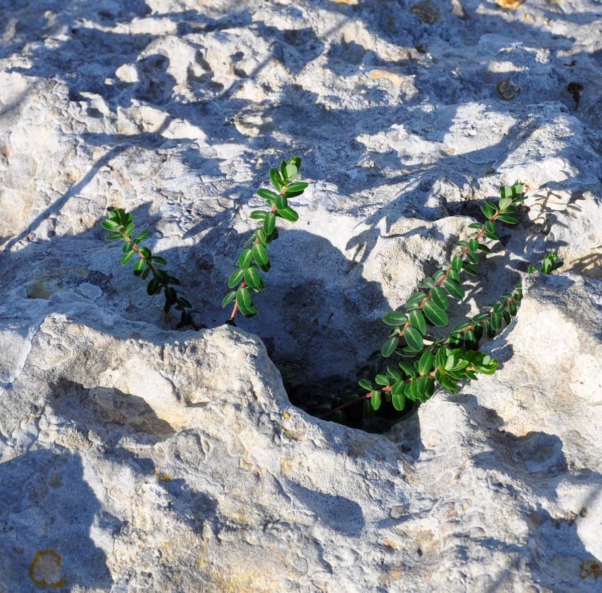 Image of Euphorbia dimorphocaulon specimen.
