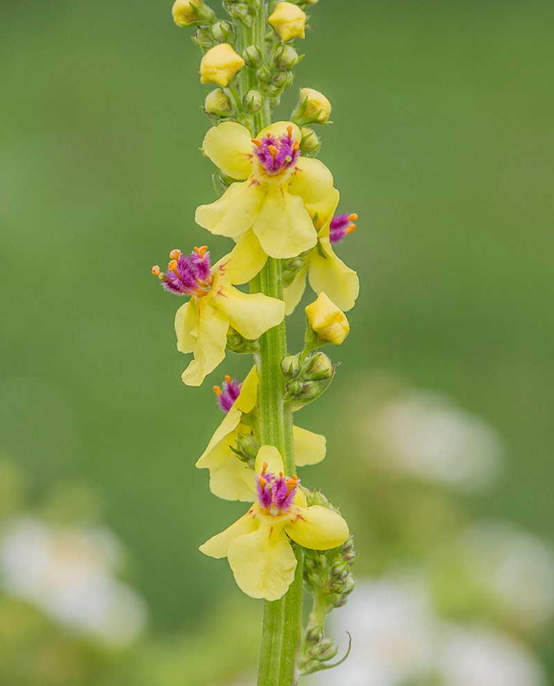 Изображение особи Verbascum nigrum.