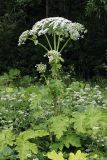 Heracleum sosnowskyi. Цветущее растение. Карельский перешеек, окр. Сертолово, на краю поля. 08.07.2019.