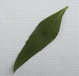 Helianthus подвид subrhomboideus